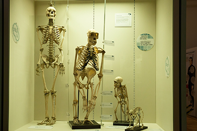 three human skeletons and one animal skeleton