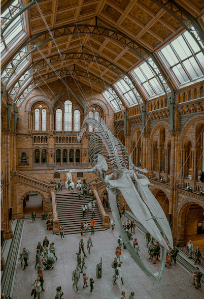 Exhibition of a whale skeleton